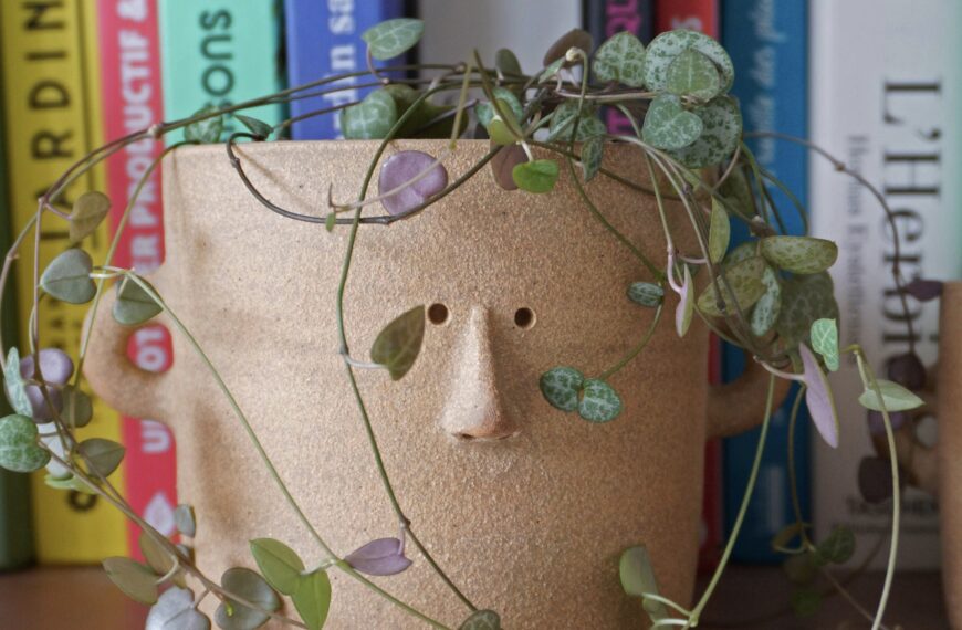 Où trouver des plantes à petit prix ?