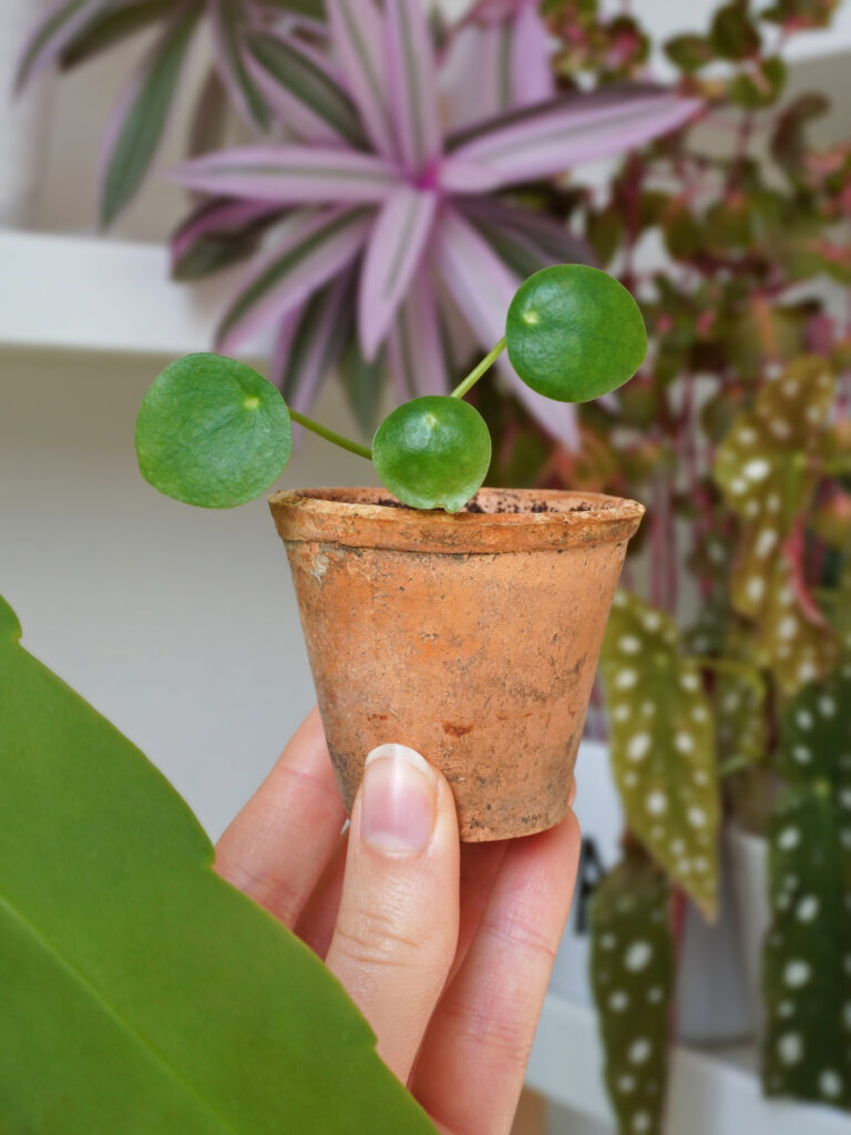 Rempotage plantes d'intérieur hiver
