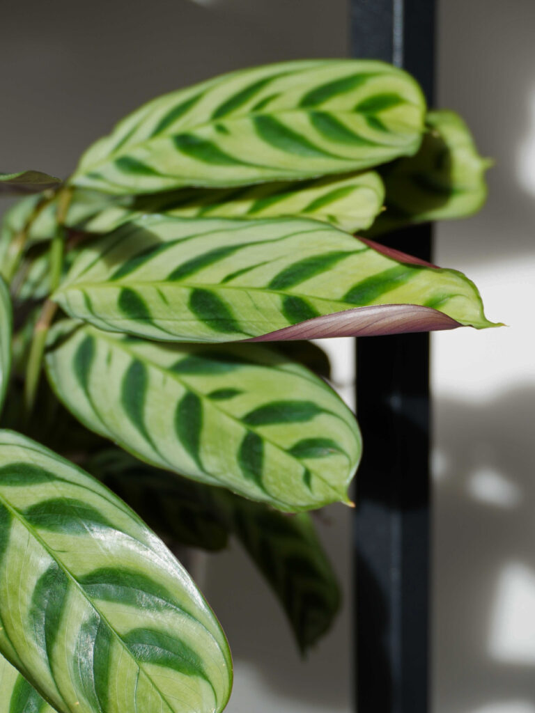 Chaleur humidité plantes vertes hiver