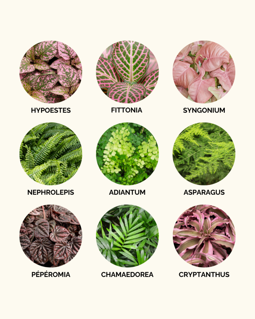 Choisir des plantes pour un terrarium