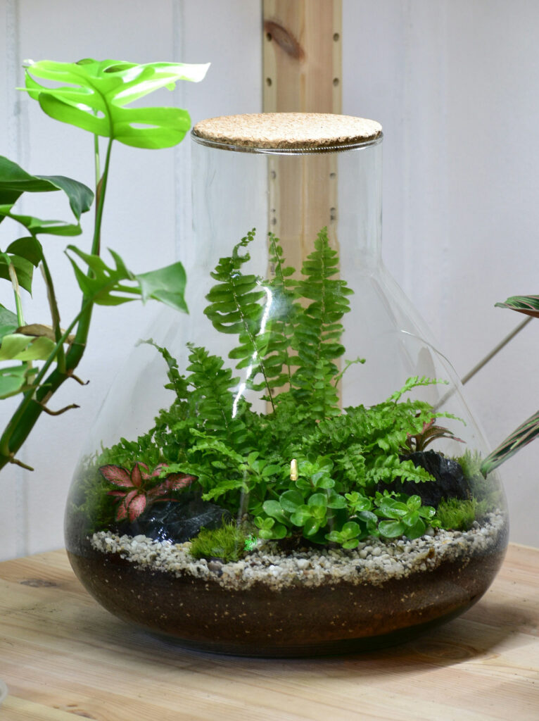 Choix de plantes pour un terrarium