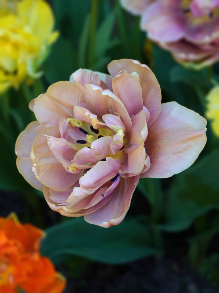 Code réduction 10% bulbes fleurs Bulbi