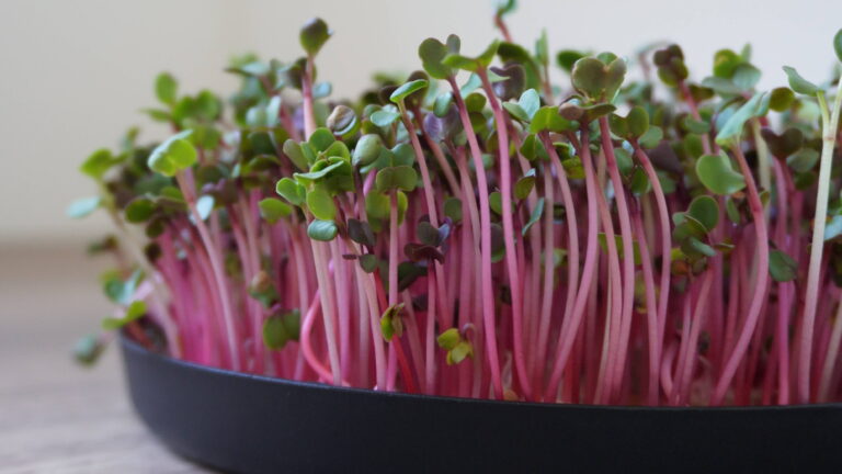 Comment cultiver des micropousses : le guide complet