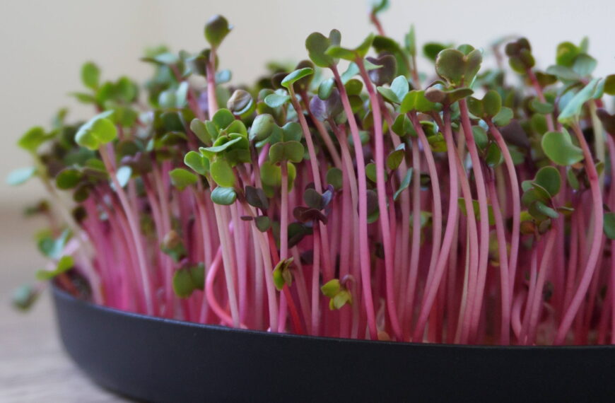 Comment cultiver des micropousses : le guide complet