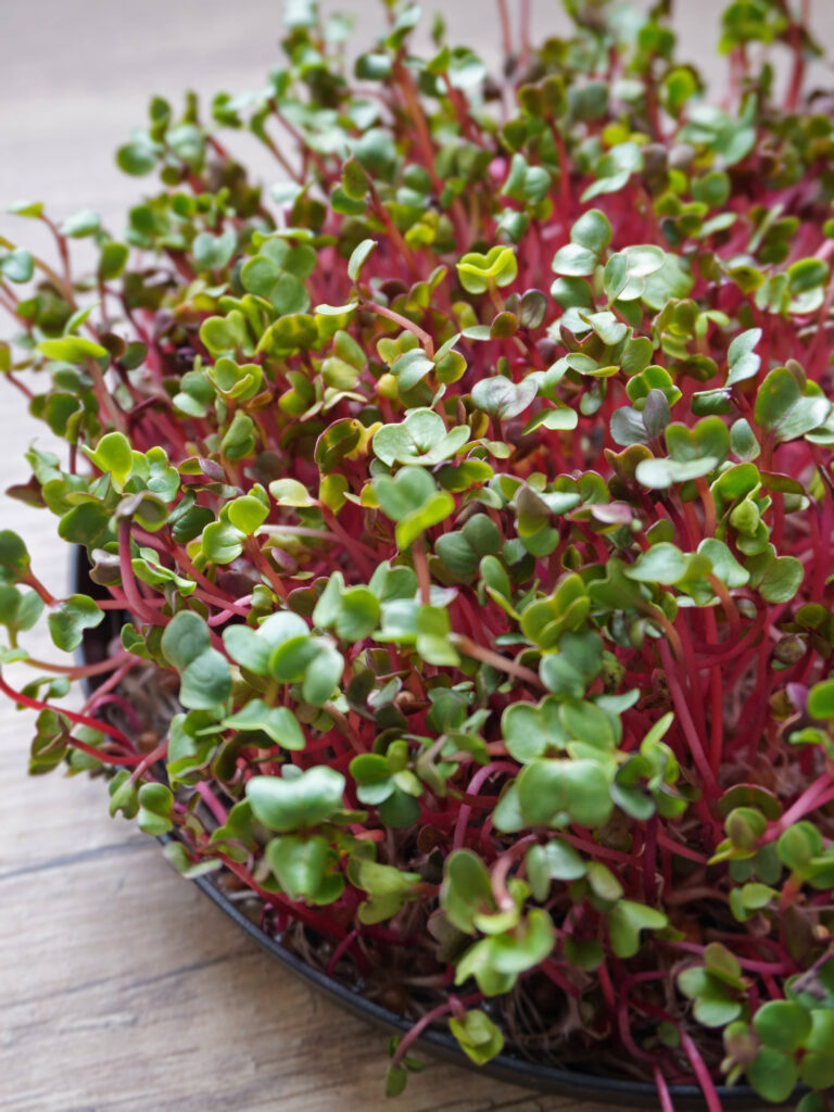 Comment semer des micropousses