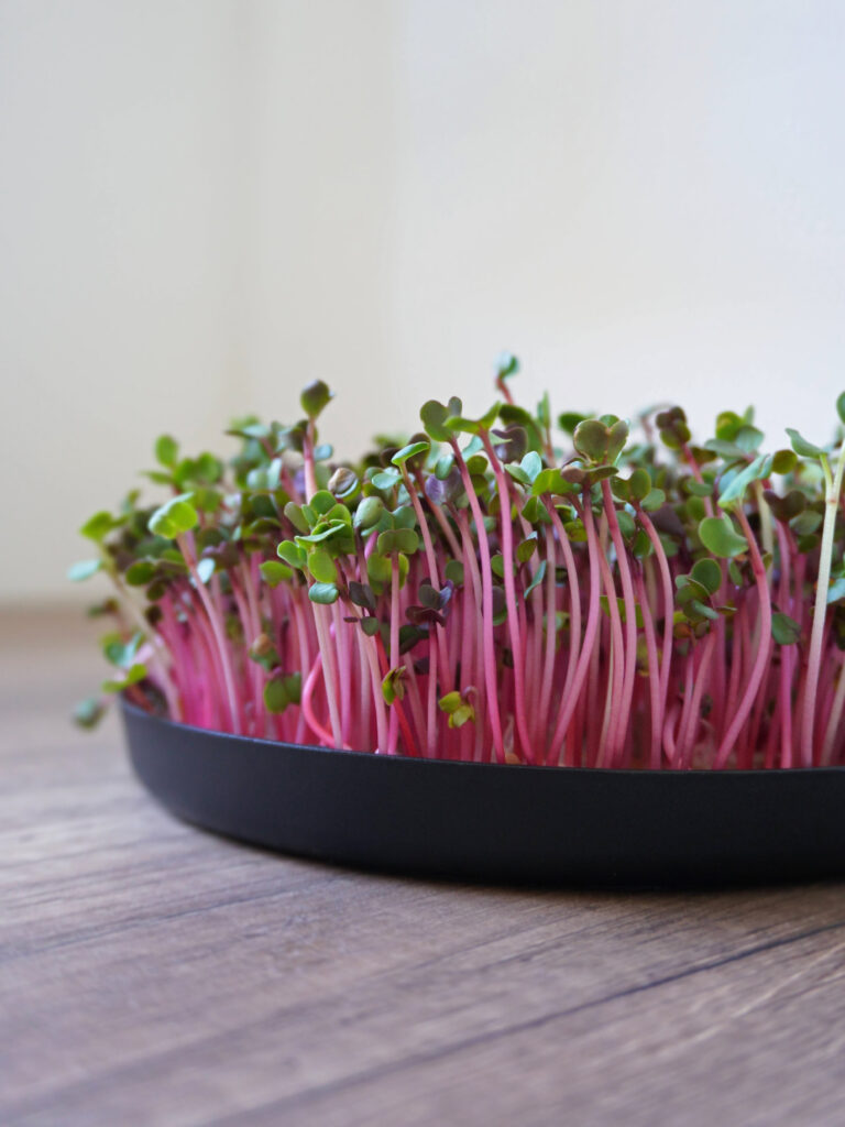 Conseils cultiver micropousses