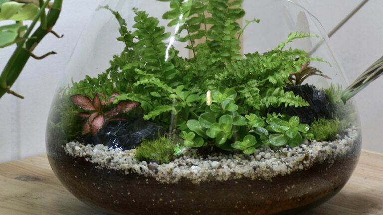 Quelles plantes choisir pour un terrarium ?