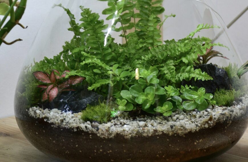 Quelles plantes choisir pour un terrarium ?