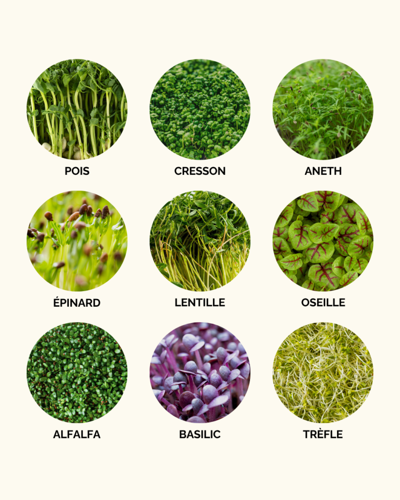 Faire pousser des micropousses en appartement