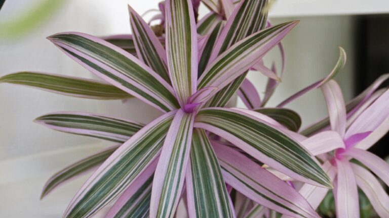 Plantes d&rsquo;intérieur en hiver : mon kit de survie