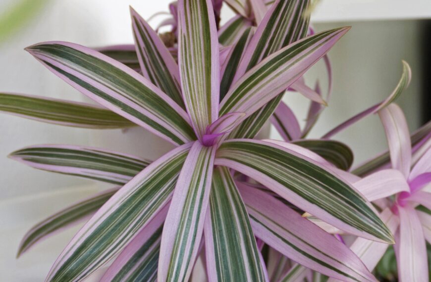 Plantes d&rsquo;intérieur en hiver : mon kit de survie