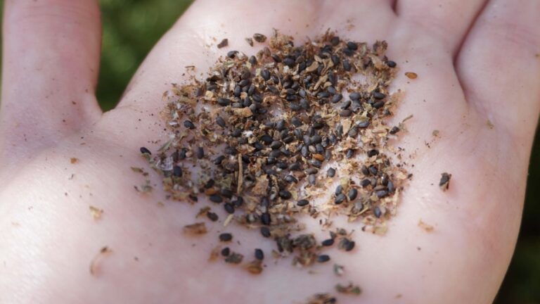 Un jardin plus durable : 10 habitudes écologiques pour réduire son empreinte carbone