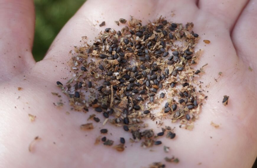 Un jardin plus durable : 10 habitudes écologiques pour réduire son empreinte carbone