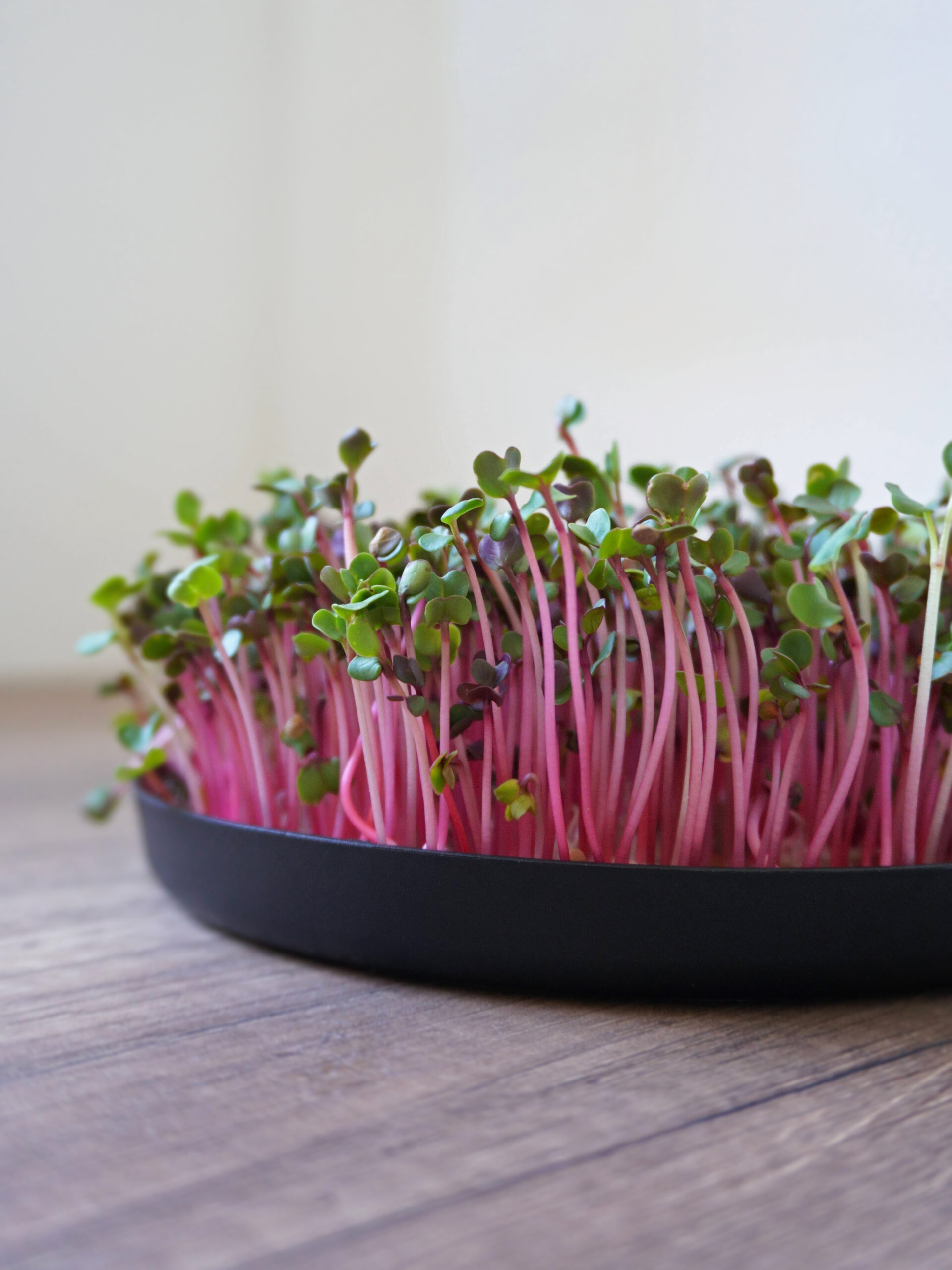 Kit micropousses sans arrosage Mathilde et Idir