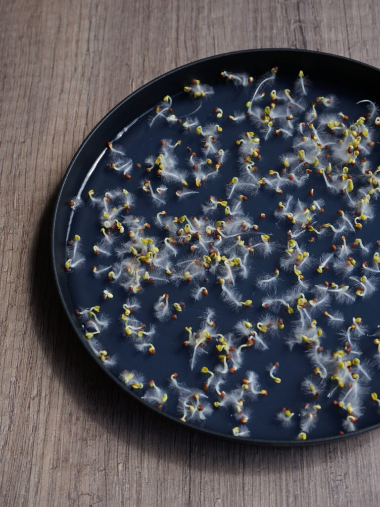 Kit de culture sans arrosage micropousses