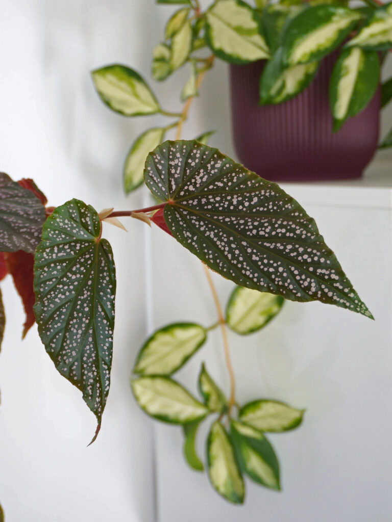 Luminosité plantes vertes hiver