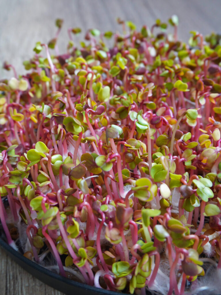 Micropousses riches en nutriments