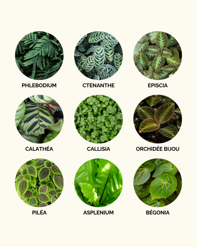 Les plantes adaptées à la culture en terrarium