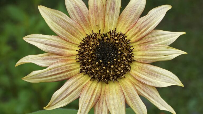 Comment semer et récolter les graines de tournesol