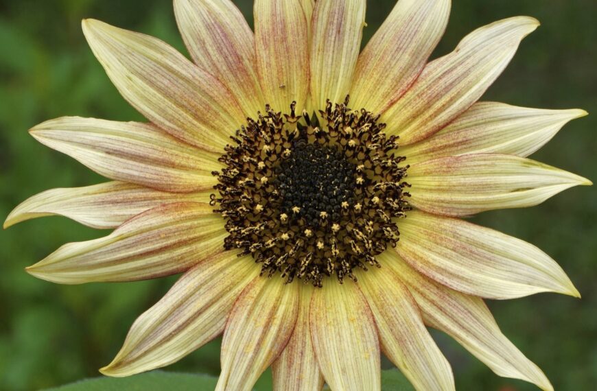 Comment semer et récolter les graines de tournesol