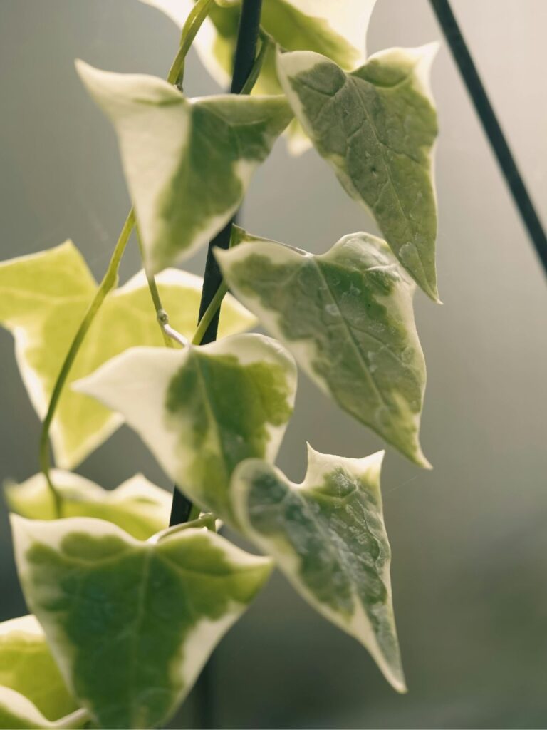 Les plantes idéales pour composer une jardinière d'automne pour votre balcon