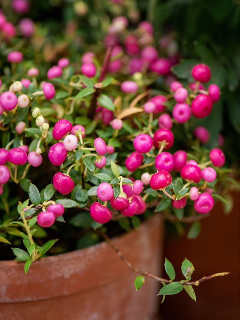 Les plantes idéales pour composer une jardinière d'automne