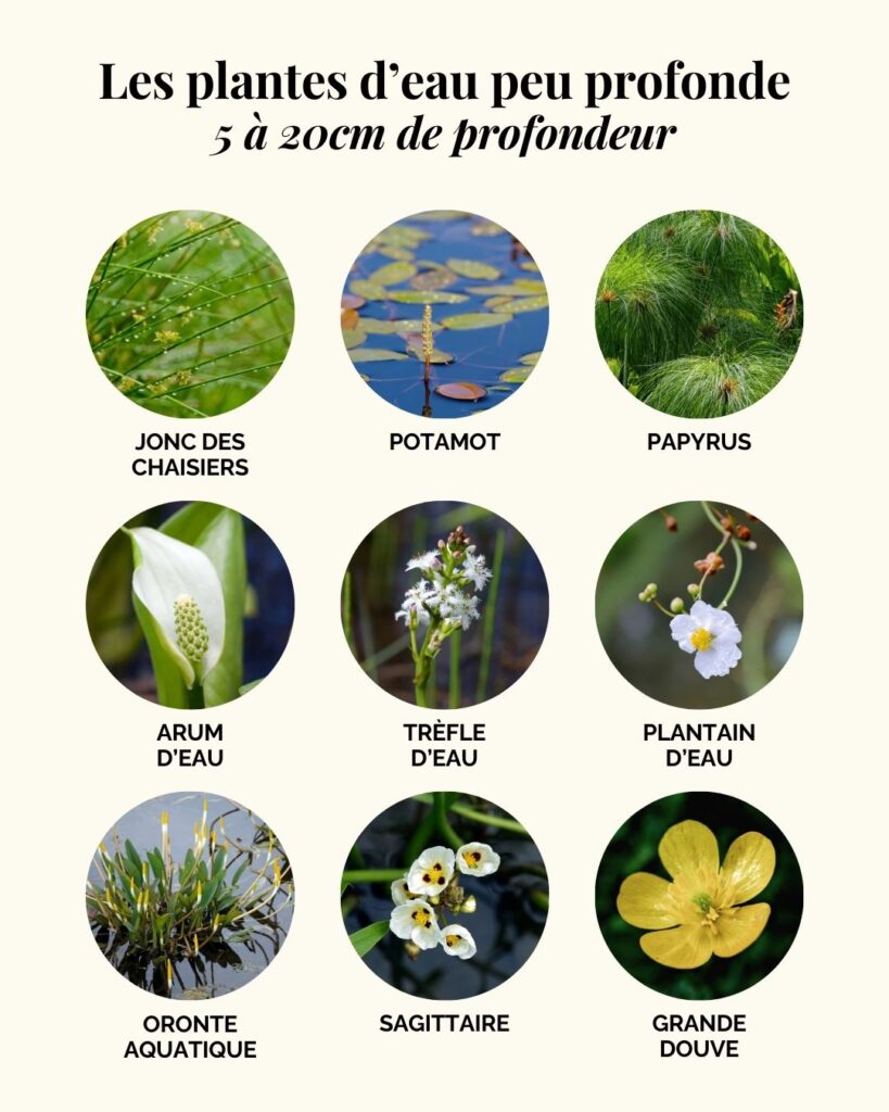 Les plantes d'eau peu profonde pour une mare