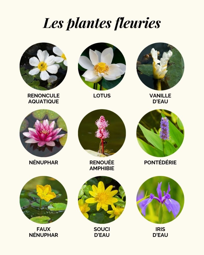 Les plantes aquatiques fleuries pour un bassin