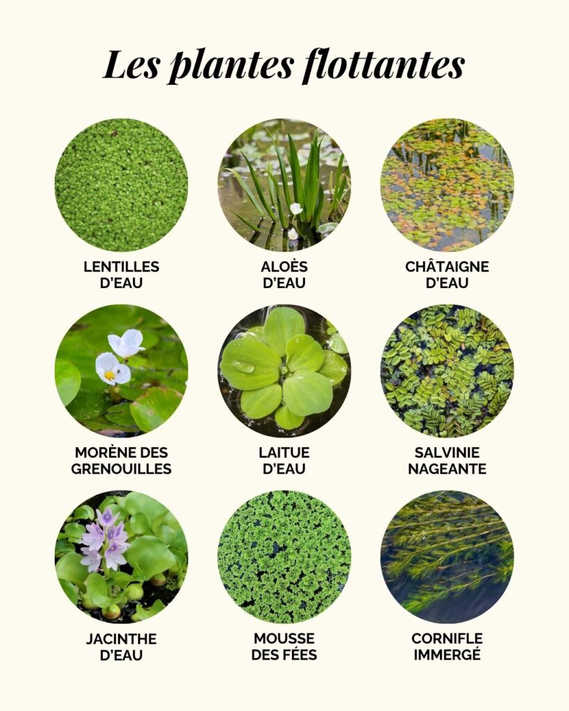 Les plantes aquatiques flottantes pour un bassin ou une mare