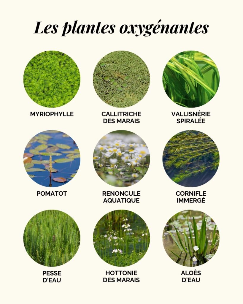 Les plantes aquatiques oxygénantes pour un bassin