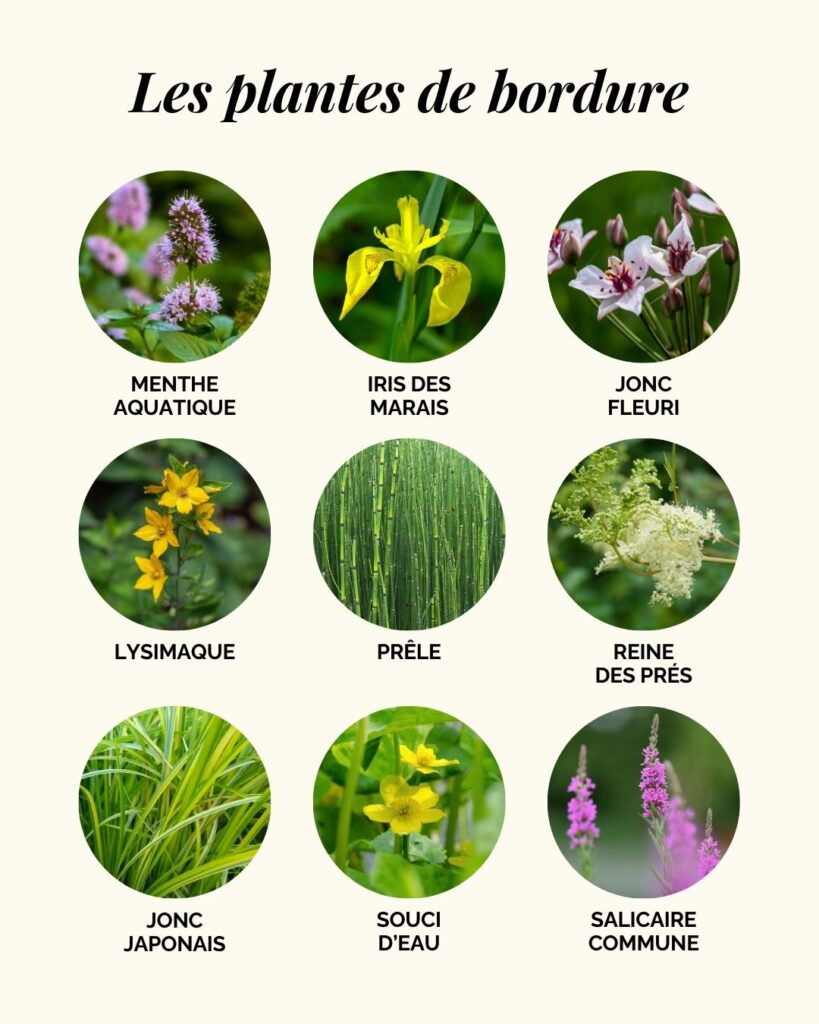 Les plantes de bordure ou de berge pour une mare