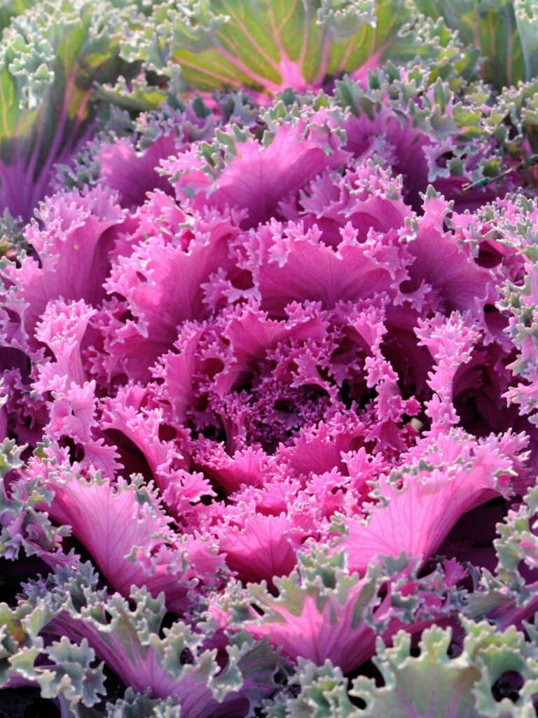 Les plantes à feuillage décoratif pour décorer votre balcon en automne