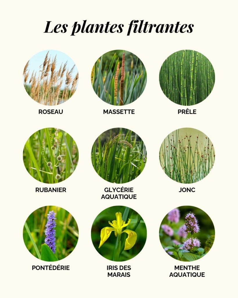 Les plantes filtrantes et dépolluantes pour une mare