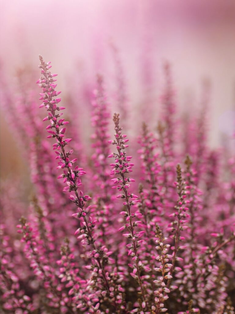 Plantes floraison en automne pour le balcon ou le jardin