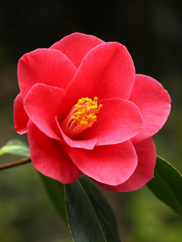 Plantes floraison hivernale balcon