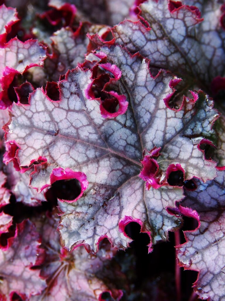 Plantes vivaces feuillage persistant hiver jardin