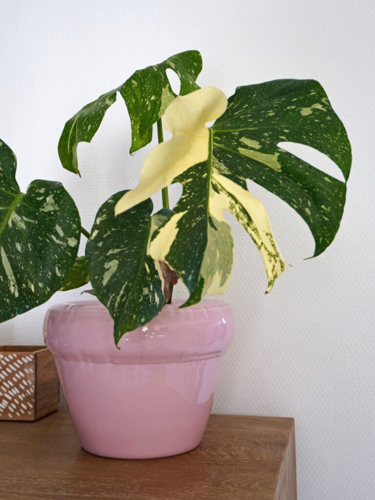 Pot céramique Home Studyo