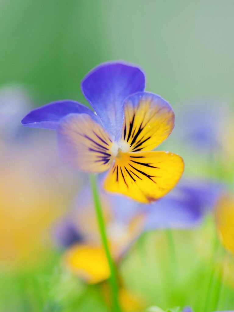 Que planter en automne les plantes résistantes au froid