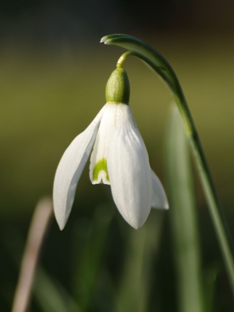 Que planter hiver plantes rustiques jardinière