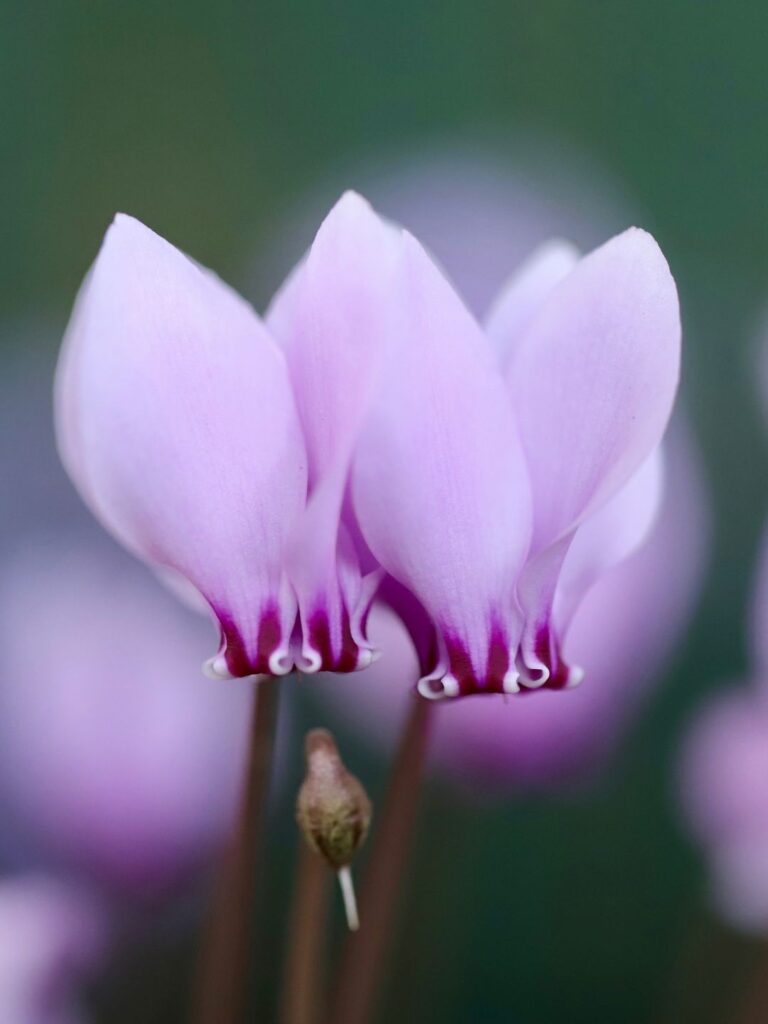 Quelles plantes choisir pour votre jardinière d'automne