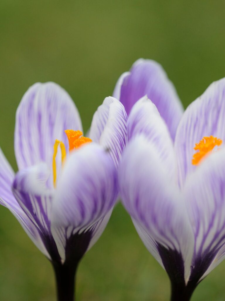 Quelles plantes choisir jardinière hiver