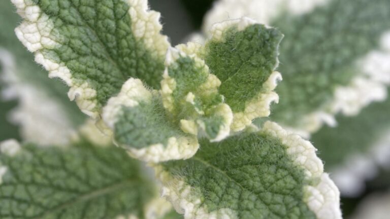 10 variétés originales de menthe parfumée à planter au jardin
