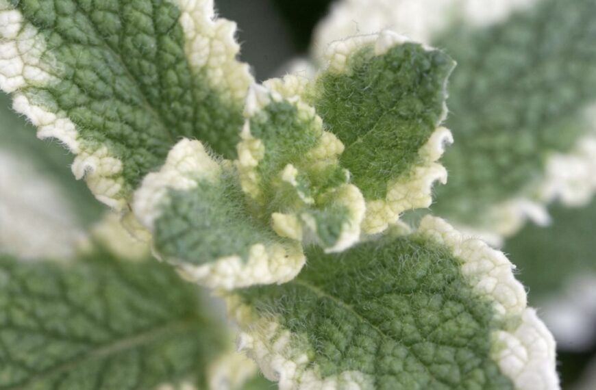 10 variétés originales de menthe parfumée à planter au jardin