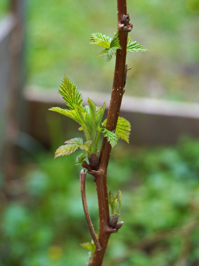 Comment bouturer les tiges du framboisier