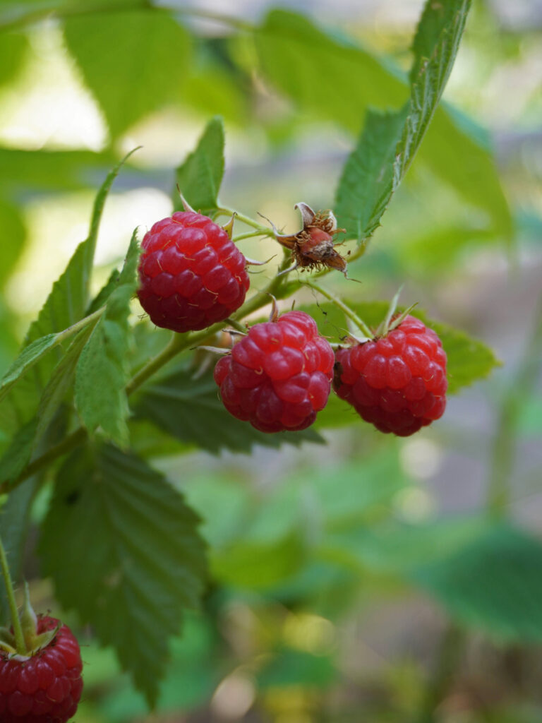 Bouturage du framboisier problèmes fréquents