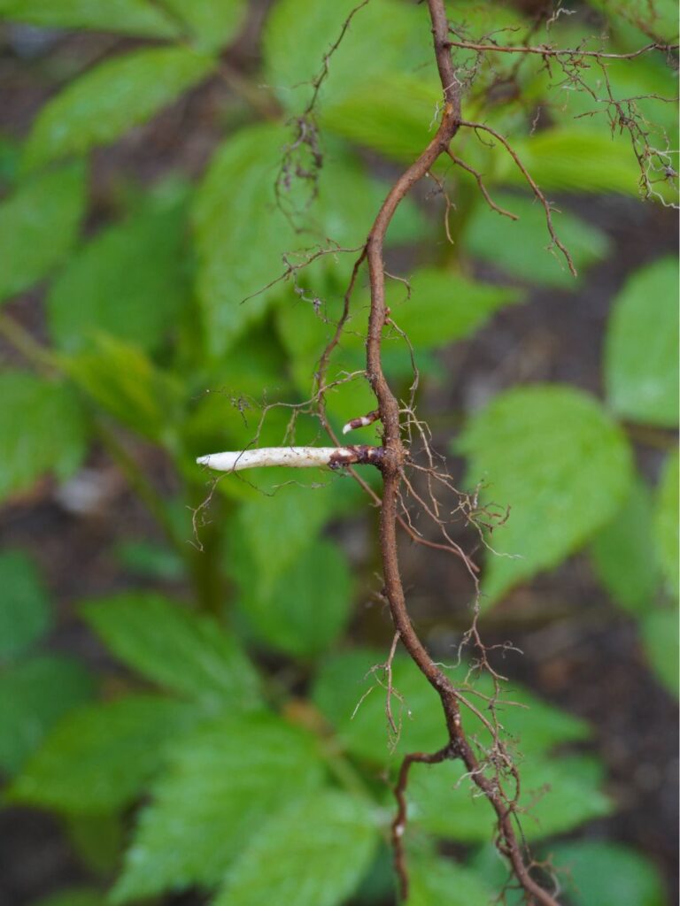 Comment bouturer les racines de framboisier