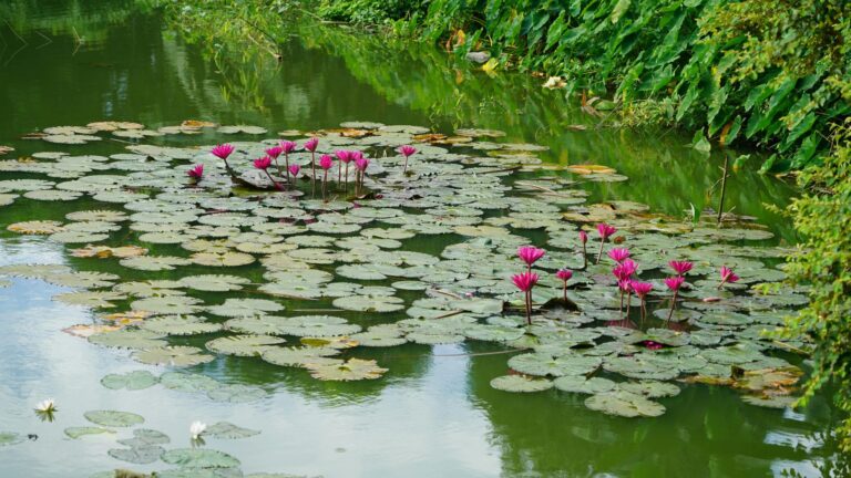 Créer une mare : quelles plantes aquatiques choisir ?