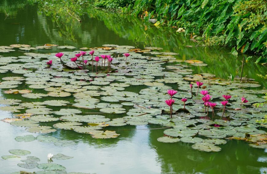 Créer une mare : quelles plantes aquatiques choisir ?