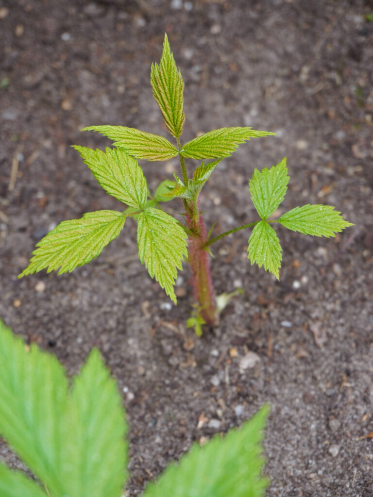 Comment diviser le framboisier