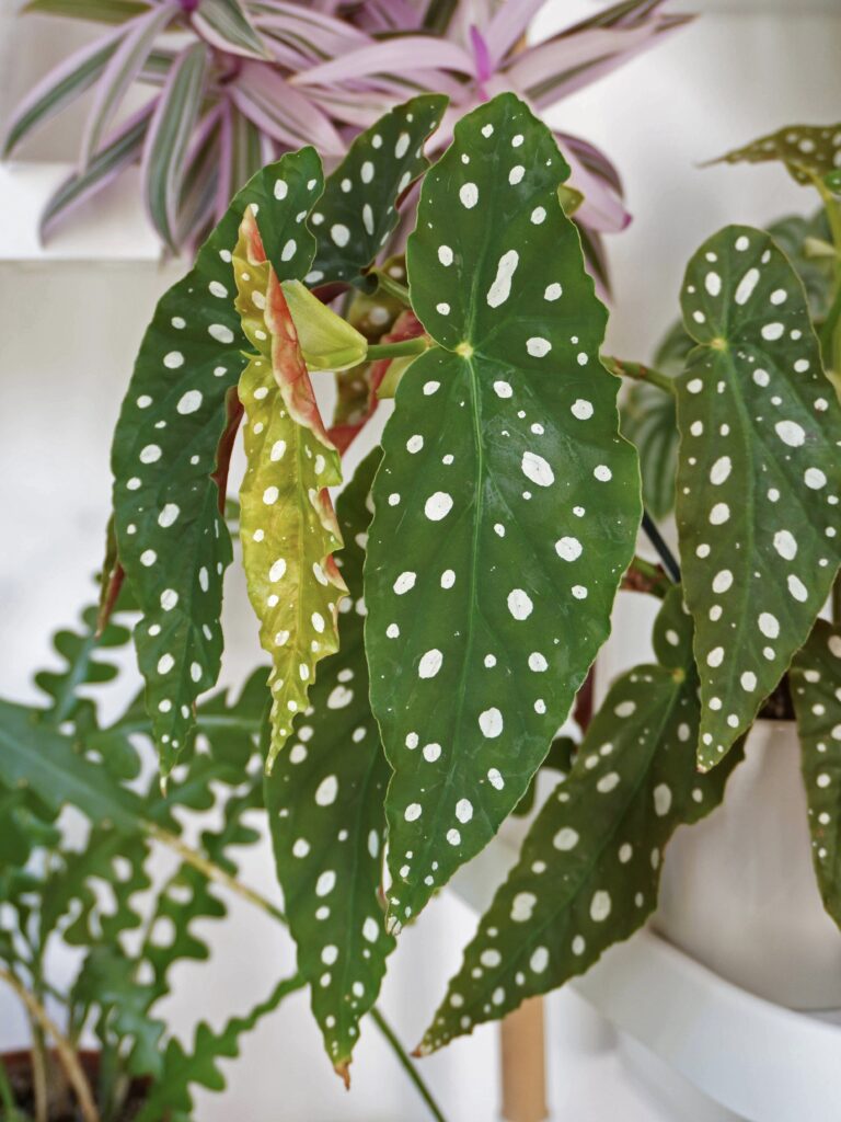 Comment entretenir le bégonia